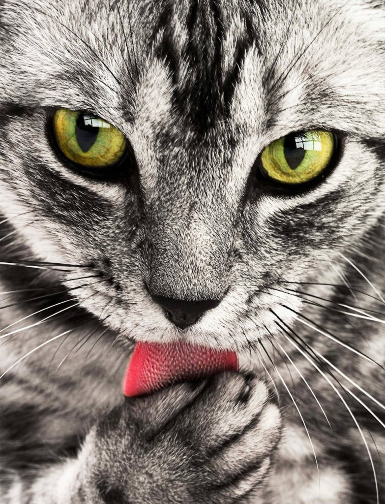 tabby-cat-close-up-portrait-69932-783x1024 DJ'lerimiz
