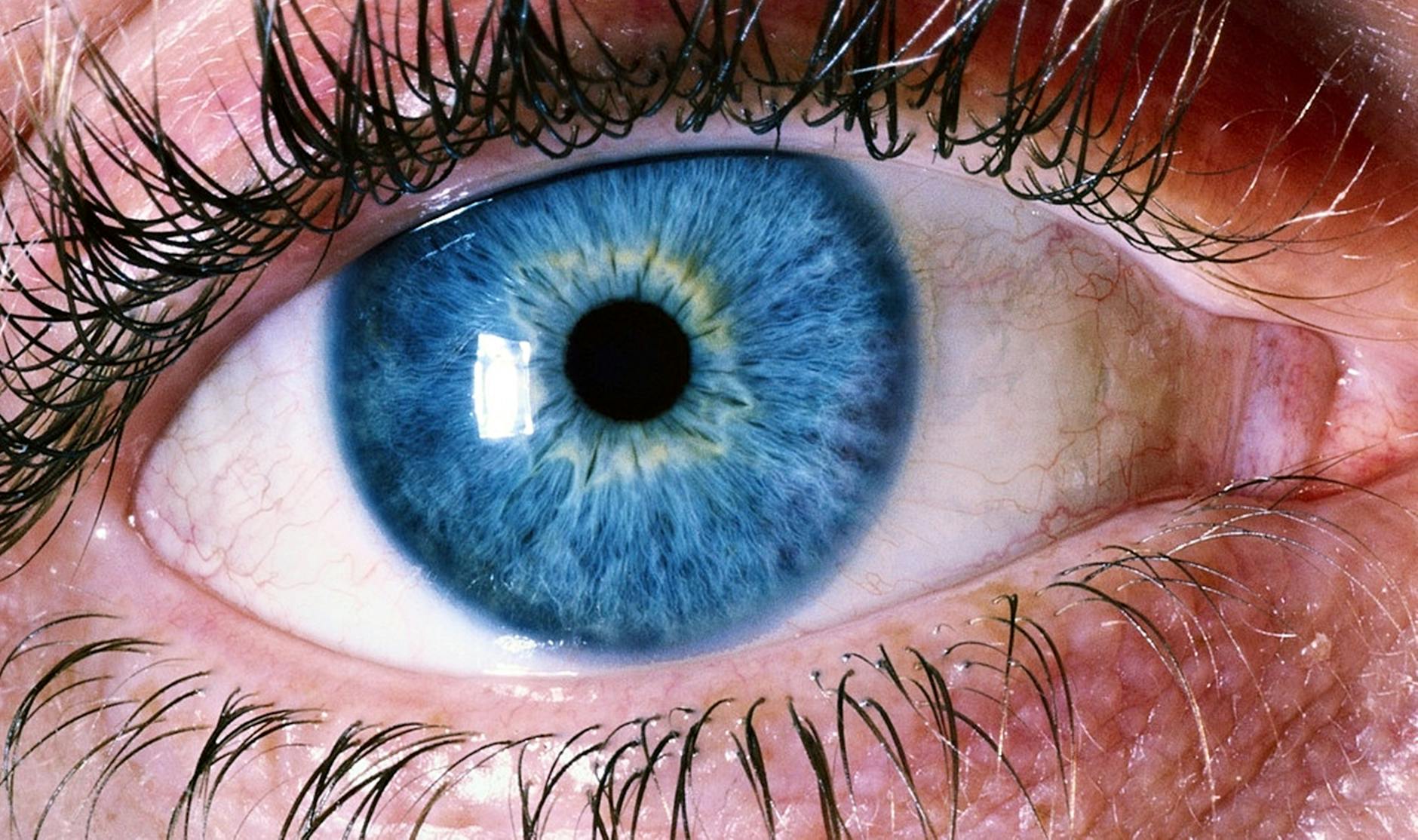 blue human eye
